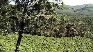 Tea Gardens in Munnar Kerala