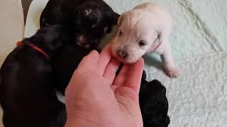 JD's Toy Schnoodle Pups starting to wander