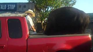 bison ready to go for ride in truck