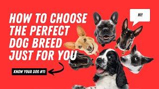 How to Choose the Perfect Dog Breed for You: Essential Tips | Know Your Dog Series | UZR Tube