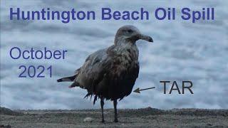 Gray gull cleaning her belly from tar at Huntington Beach after the 2021 oil spill disaster