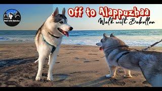 Husky dog Off to Alappuzha Beach | Dog travel video | When Babulu saw the sea for the first time