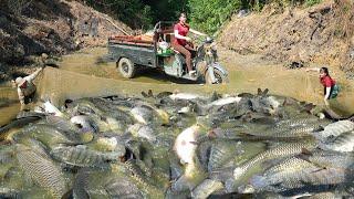 Use 3-wheeled Vehicle To Harvesting Many Big Fish At Fish Pond Go To Countryside Market Sell