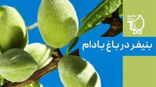 کود های بنیفر در باغ بادام !! از زبان باغدار عزیزما بشنوید