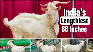 S.U Exotic Ka Arsalan | India’s Lengthiest 4 Teeth Saanen Goat, Jogeshwari West, Mumbai