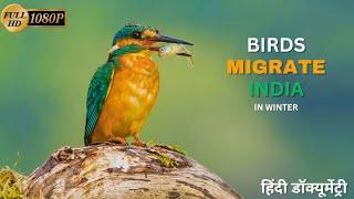 Birds Migration to India: A Seasonal Spectacle - हिंदी डॉक्यूमेंट्री | Wildlife Documentary In Hindi