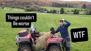 From bad to worse -Farming trouble #farm #farming #sheep #cows #lambs #irish #ireland #tractors #dog