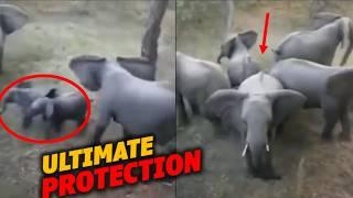 Elephant Herd’s Defense for Calves: Protective Circle