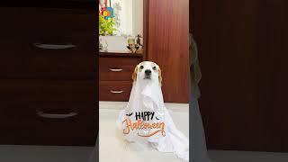 Cutest Halloween Ghost Ever!  Watch Our Pup Steal the Show!