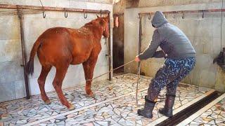 Horse meat for restaurants, cuts 20 horses per day