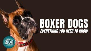 Boxer Dogs 101| Everything You Need to Know