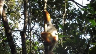 Diadem Sifaka in Ranomafana National Park, Madagaskar