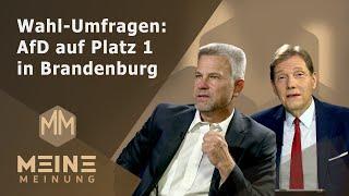 Meine Meinung - Wahl-Umfragen: AfD auf Platz 1 in Brandenburg