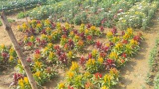 ক্ষীরাই | Khirai Flower Garden | Khirai Flower Valley | Valley Of Flowers | Khirai Vlog 2024| LetsGo