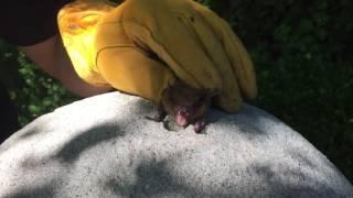 bat squeaking