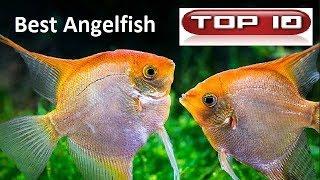 Top 10 most beautiful scalars fish 