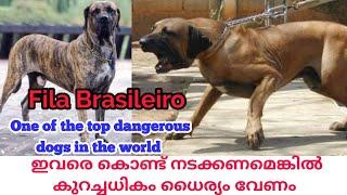 ഇവരെ കണ്ടാൽ തന്നെ ആരും ഒന്ന് പേടിക്കും|Fila Brasileiro Dogs|Brazilian Mastiff|Dog sale Kerala