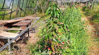 Avocado Plantation in Germany - the Start