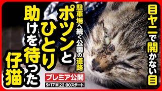 【子猫 保護】目が見えない...誰か助けて…。ガリガリに瘦せこけた子猫を緊急保護しました