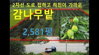 (10828) 가격 6천인하~3억3천 토지매매(농지), 상주시 내서면 감나무밭, #토지#농지,#상주부동산#상주토지#상주복돼지공인중개사#복돼지