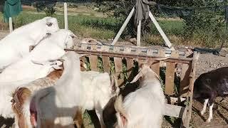 Keçiler için kaba yem yemliğinin önemi ve tavuklar 