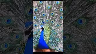 different peafowl mor birds peacock sounds #birds #peacocksound