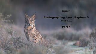 Spain, Photographing Lynx, Raptors & more