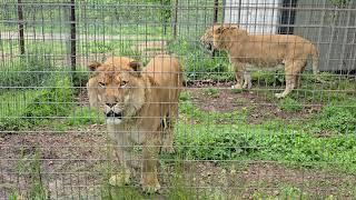 So awesome, Tigon brother's  신기한게 생겼지만 매력적인 타이곤 형제들   National Tiger Sanctuary ️