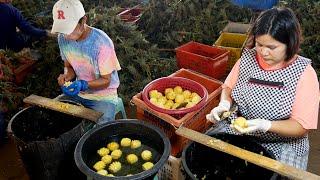 100´s mini dwarf pineapples cut by hand daily Thailand fruit market cutting skills THAI STREET FOOD