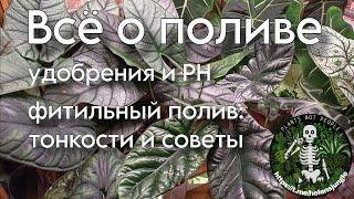 Как и когда поливать растения? Фитильный полив. Удобрения и PH