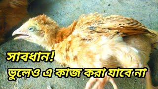 খামারে ভুলেও এ কাজটি করবেন না। Murgi palon proshikkhon। Poultry production and management