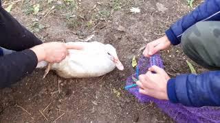 Мускусная утка немецкая линия 2 месяца и 9 суток . Вес