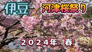 【河津桜】早春の訪れを感じる２月の伊豆の河津桜。河津川沿いを８５０本もの桜が咲き誇ります。