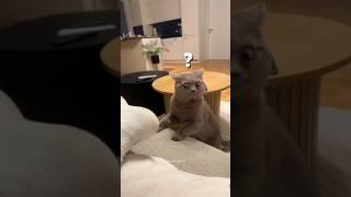 Funny Animals 2024  - Funniest Cats and Dogs video   #shorts