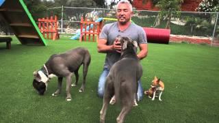 Cesar Millan Explains: Do Dogs Get Jealous?