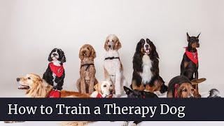 How to Train a Therapy Dog || How to train a therapy dog for anxiety || How to Train a Therapy Dogs