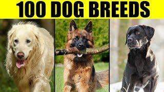 Dog Breeds - List of 100 Most Popular Dog Breeds in the World