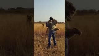 Lion JUMPS on Man and Hugs #lion #animal #savelions