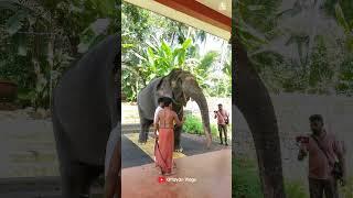 കാവേരി ഒറ്റക്ക് തൊഴുന്നു ️️ I Kaveri Malappuram #kaverielephant #shimil #shorts