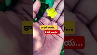 కాకర కాయ harvesting️#trending #harvest #farming  #subscribe #youtube #shorts #short #ytshorts #like