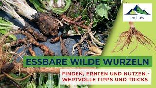 ESSBARE WILDE WURZELN – FINDEN, ERNTEN UND NUTZEN