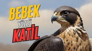 Gökdoğan Belgeseli Türkçe |  Kartal Belgeseli #medyabilgini #falcon