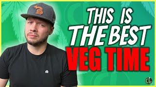 How Long to Veg Plants For a Huge Harvest