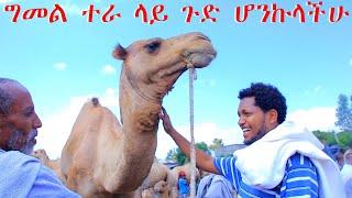 ቆቦ ገበያ ግመል ተራ ገብቸ ጉድ ሆንኩላችሁ | Amazing camel market in raya kobo