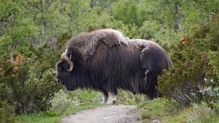 Moschusochsen im Nationalpark Dovrefjell-Sunndalsfjella, von Andreas Reisböck