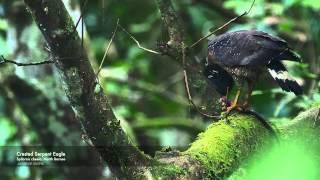 Crested Serpent Eagle