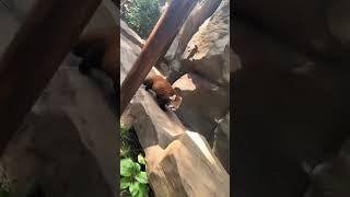 Red panda walks through the aisles #panda #cute #funny #redpanda #giantpanda