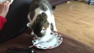 Cat licks plate