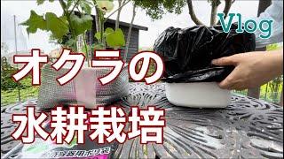 【オクラの水耕栽培②】ダイソーグッズで始めました