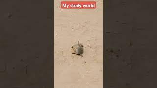 #tortoise #mystudyworld #prakashsir #education #biology  #turtle #amazingfacts #animals #tortoise